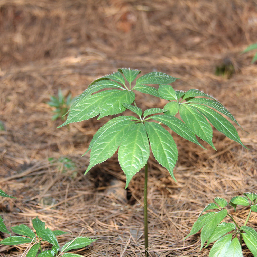 昆明站完成全面评估：三七农药残留处于安全级别，不会对消费者造成健康威胁